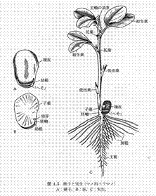 種子の発芽