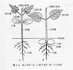 種子の発芽