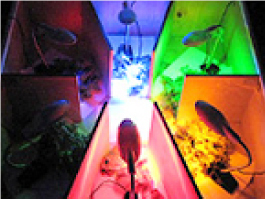 狭帯域LED光を使った研究