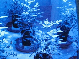 植物の生長制御に関する研究