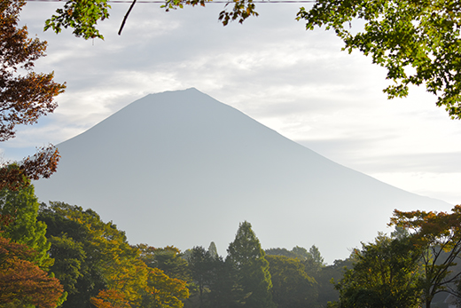サツマイモ定植・収穫1