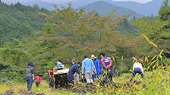 サツマイモ定植・収穫