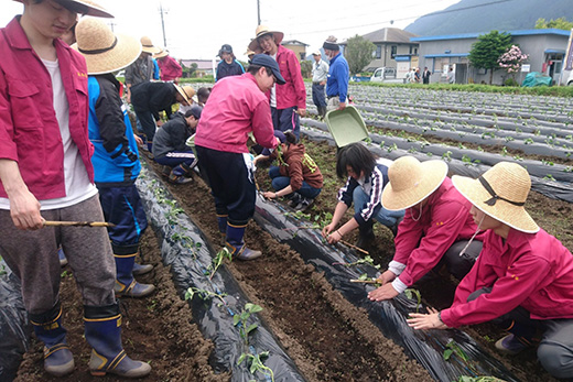 サツマイモの芋定植inFNEC-2