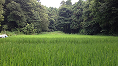 研究テーマ