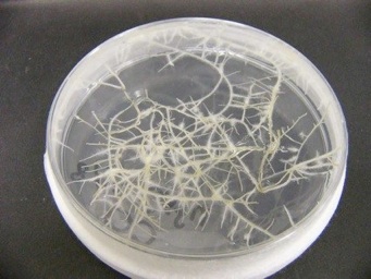 アグロバクテリウムがもつrol遺伝子群は植物に毛状根と呼ばれる不定根を誘導します．ダイズの生合成遺伝子を導入したミヤコグサの毛状根の成分を ...