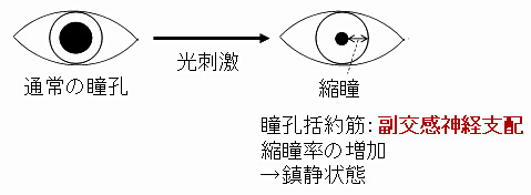 ヒトの自律神経活動評価