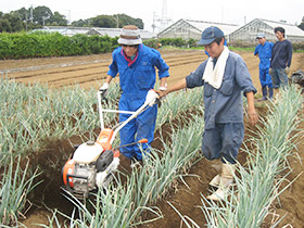 写真：農産部の作業風景1