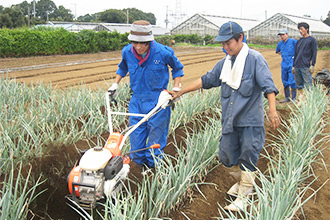 ネギの土寄せ実習