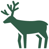 野生動物