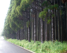君津演習林［千葉県］