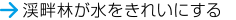 渓畔林が水をきれいにする