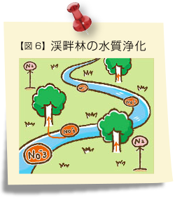 図6 渓畔林の水質浄化