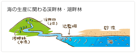 海の生産に関わる渓畔林・湖畔林
