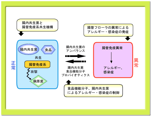 食品生命機能学研究室の研究について