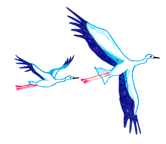 コウノトリ