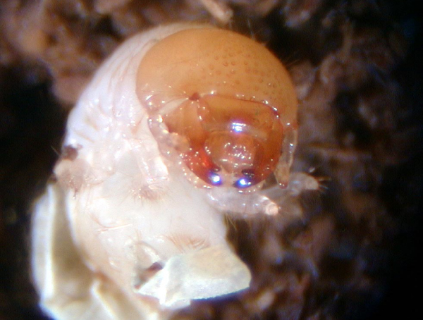 カブトムシ幼虫