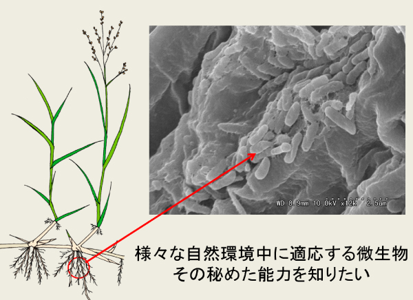 様々な自然環境中に適応する微生物その秘めた能力を知りたい