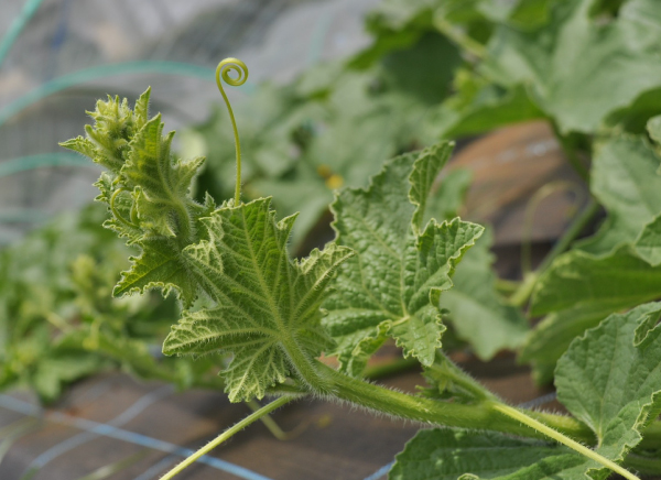 アブラナ科野菜