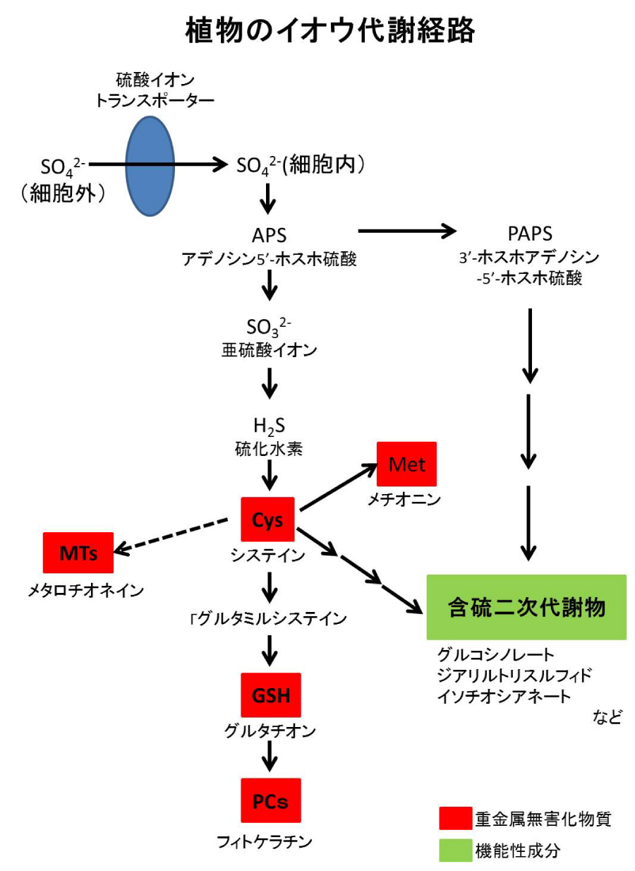 善玉コレステロール