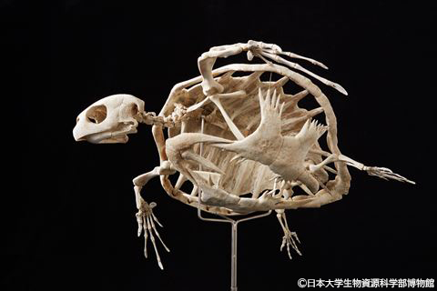 展示物