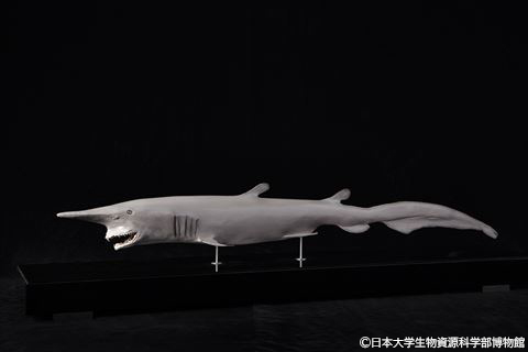 展示物
