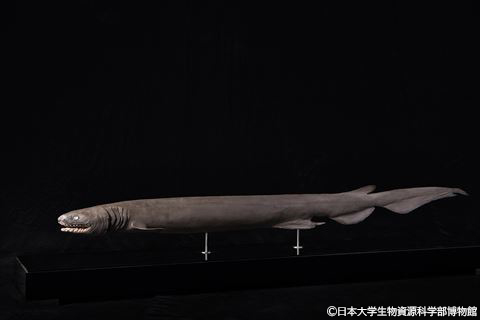 展示物