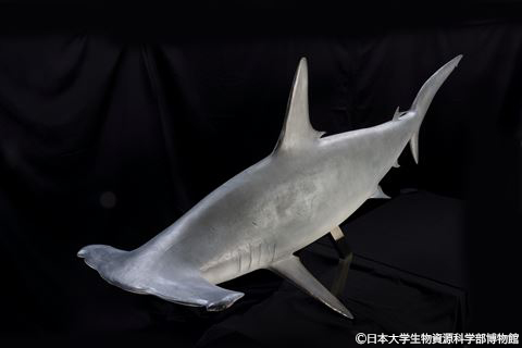 展示物