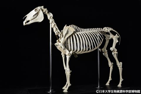 展示物