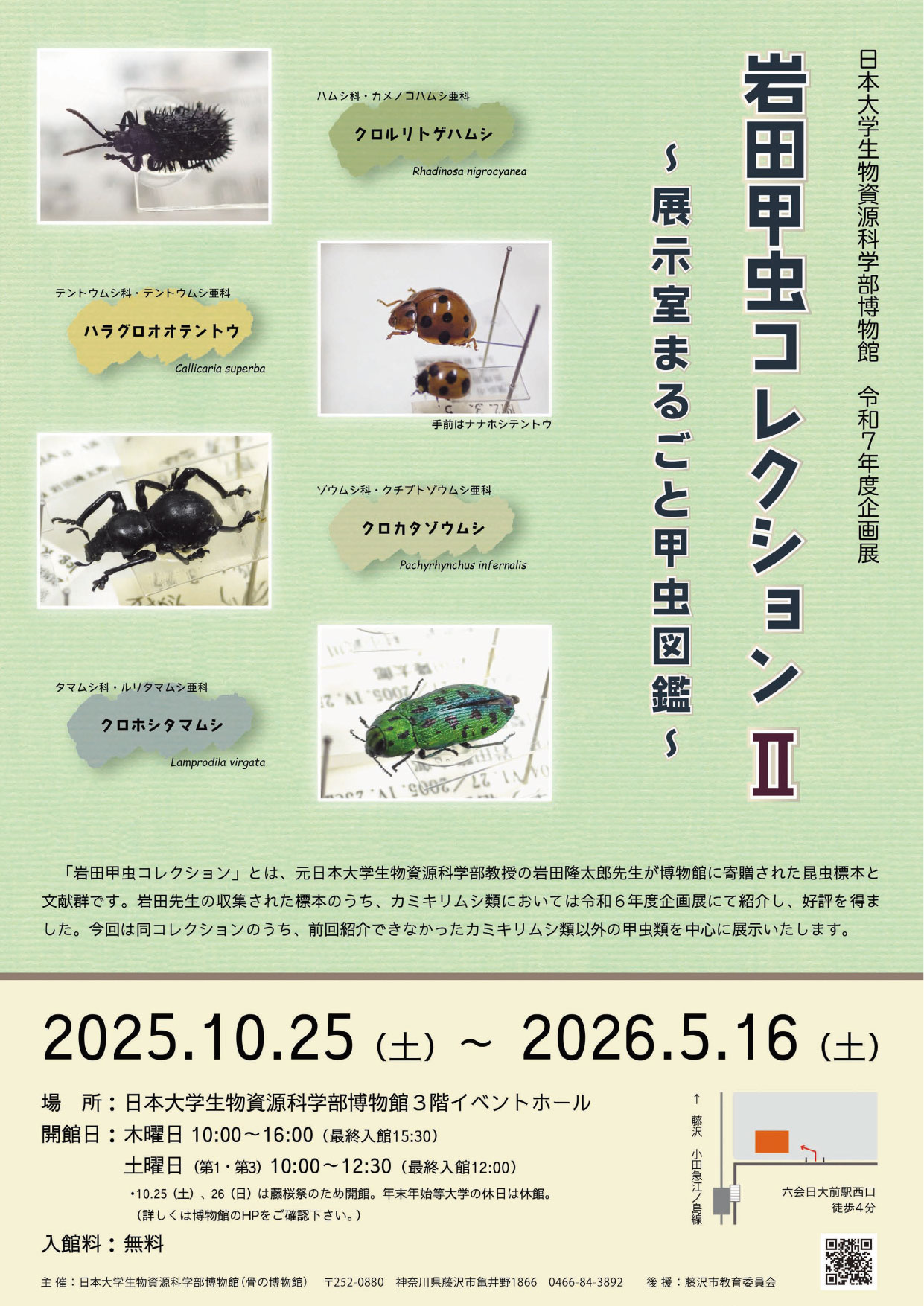 活動報告 令和7年度企画展「岩田甲虫コレクションⅡ ～展示室まるごと