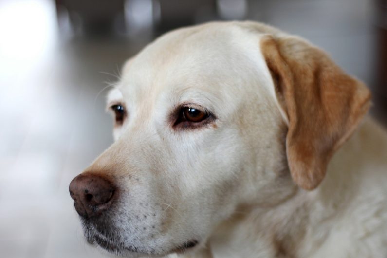 labrador retriever, yellow, old woman-4725592.jpg