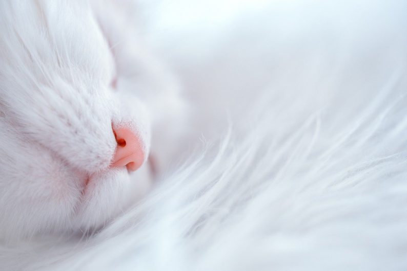cat, sleep, sleeping cat-6853848.jpg