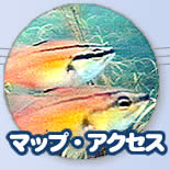 ʎi