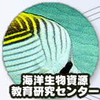 CmZ^[