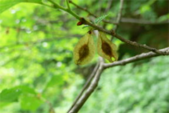 nj