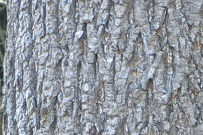 nM