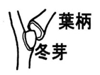 QDt