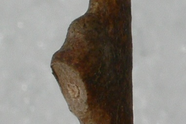 TiVB